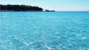 Domaći Karibi