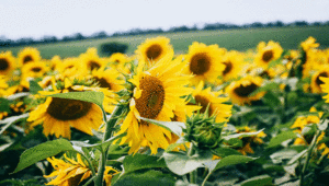 Nedeljni horoskop od 08. do 14. jula 2019. godine