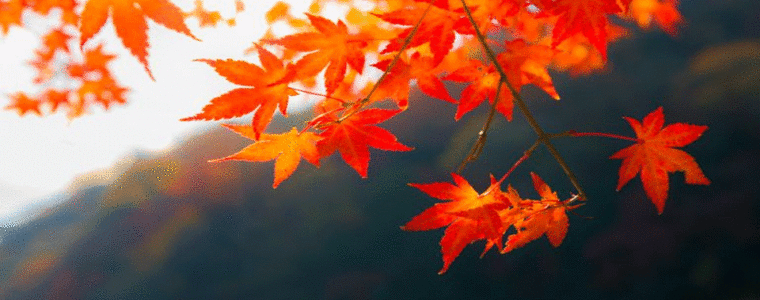 dnevni horoskop za 29. novembar