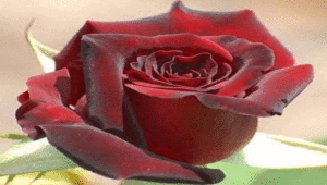 Dnevni horoskop za 18. avgust