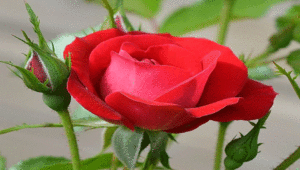 Dnevni horoskop za 23. avgust